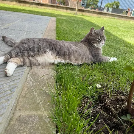 Casa Delle شقة سيينا