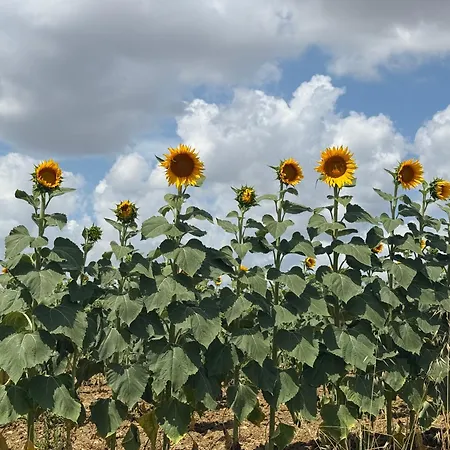 Апартаменты Casa Delle Сиена
