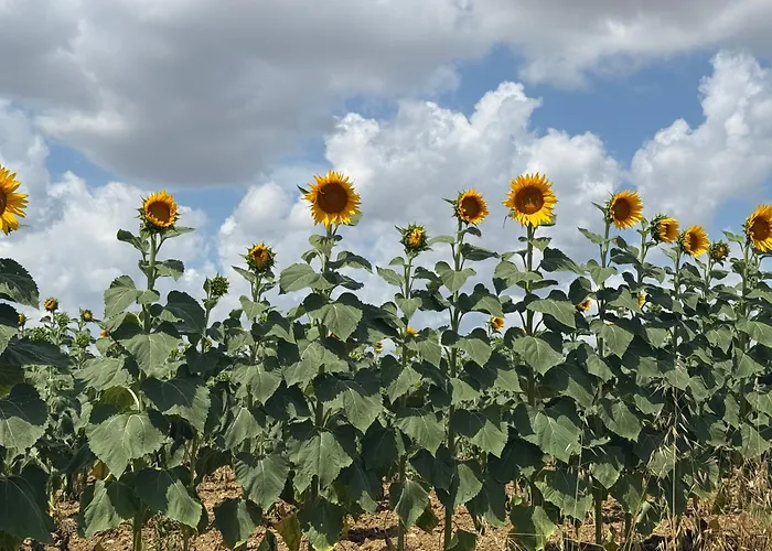 アパート Casa Delle シエーナ