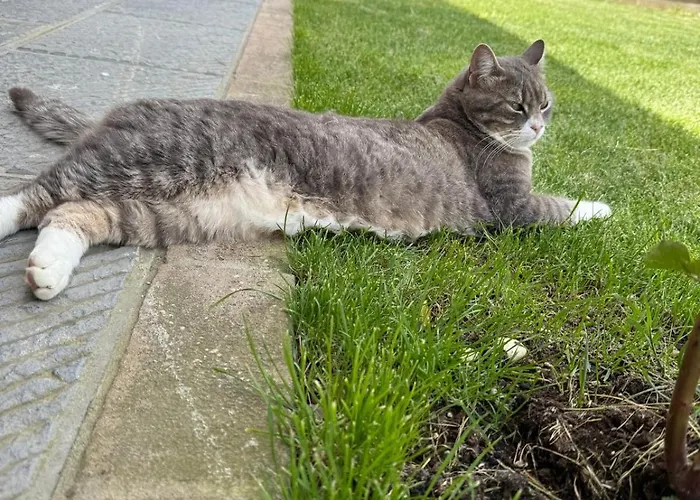 Casa Delle Apartmán Siena
